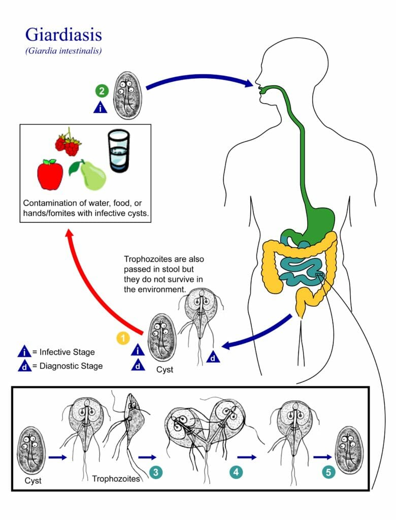 giardia vs food poisoning